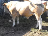 Býk, Blonde d’Aquitane cattle — foto 2