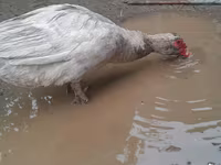 Ducks — foto 3