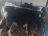 Banteng, Cattle — foto 2