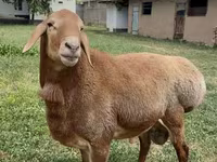 Kambing jantan, Arashan sheep — foto 4