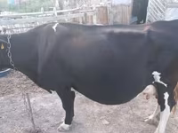 گاو ماده, Russian Black pied cattle — عکس 2