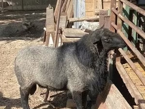 Овен, Romanov sheep