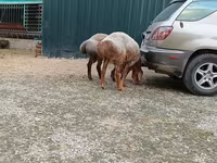 Beran, Hissar sheep — foto 3