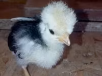 Pekin Bantam — zdjęcie 4