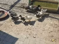 Ducks — photo 1