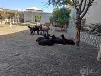 በግ, Sheep — ፎቶ 4