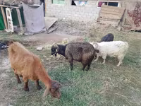 بز ماده, بز — عکس 5