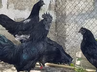Ayam Cemani — foto 1