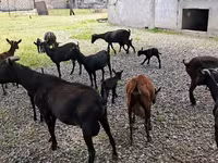 بز ماده, Murcia-Granada goats — عکس 4