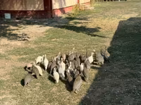 Guinea fowl — foto 1