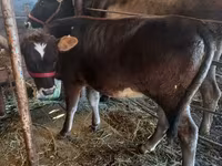 گاو ماده, Russian Black pied cattle — عکس 2