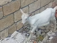 بکری, بکریاں — تصویر 2
