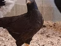 Chickens — புகைப்படம் 8