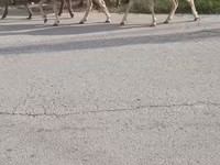 Baran, Owce — zdjęcie 2