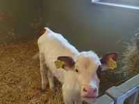 วัวตัวเมีย, Simmental cattle — รูปภาพ 2