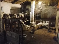 Turkeys — foto 1
