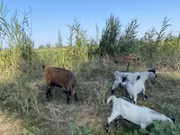 Koza, Czech Brown Shorthaired goats — foto 6