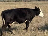 Kuh, Latvian Blue cattle — Foto 3