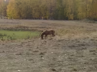 Kuda betina, Horses — foto 6