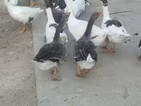 Geese — foto 3