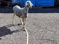 Beran, Edilbay sheep — foto 5