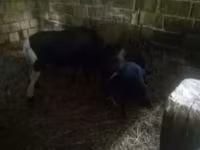 Biri-biri (lot, jantina tidak dinyatakan), Sheep — foto 5