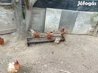 Chickens — تصویر 3