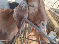 Cabra, Cabras — foto 4