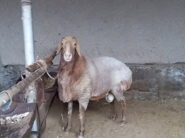 قوچ, Arashan sheep