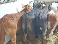 Lembu jantan, Cattle — foto 7