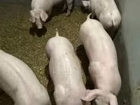 หมูป่าตัวผู้, Гипор — รูปภาพ 3