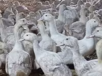 Ducks — fotografija 8