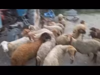 میش, گوسفند — عکس 3