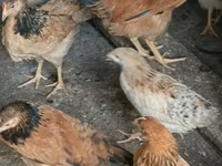Chickens — عکس 1