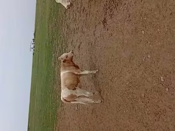 Сиыр, Simmental cattle