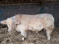 ወንድ በሬ, Charolais cattle — ፎቶ 3