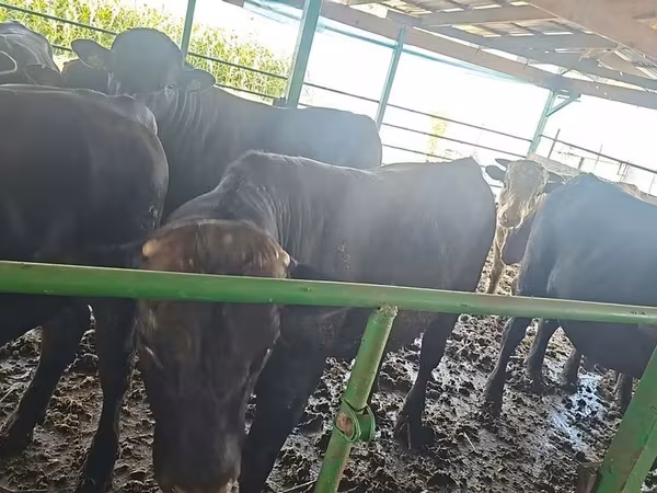 Aberdeen – Angus