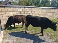 Lembu jantan, Cattle — foto 3