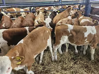 Krava, Simmental cattle — foto 1