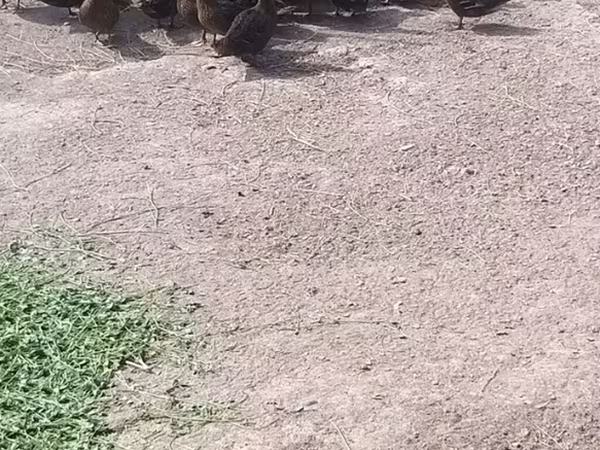 Domestic Muscovy — Kyrgyzstan