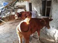 Lembu betina, Cattle — foto 5