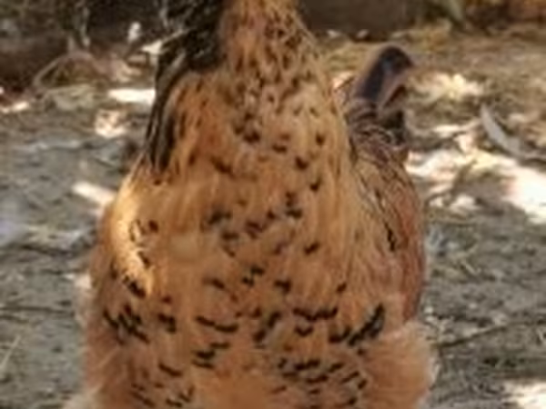 Chickens