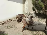 قوچ, گوسفند — عکس 5