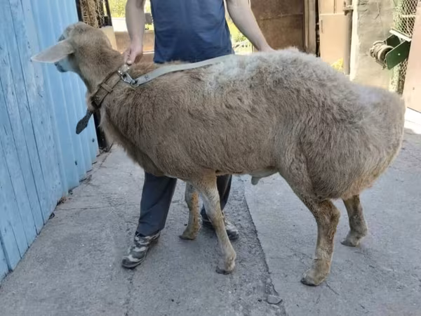 Beran, Rhon sheep