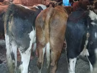 گاو ماده, گاو — عکس 1