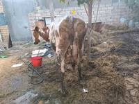 Sapi, Simmental cattle — foto 4