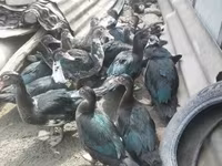 Ducks — foto 6
