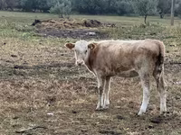گاو ماده, Simmental cattle — عکس 1