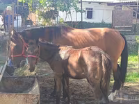 Klisna, Kyrgyz Horse — foto 2