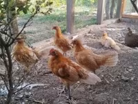 Chickens — عکس 3
